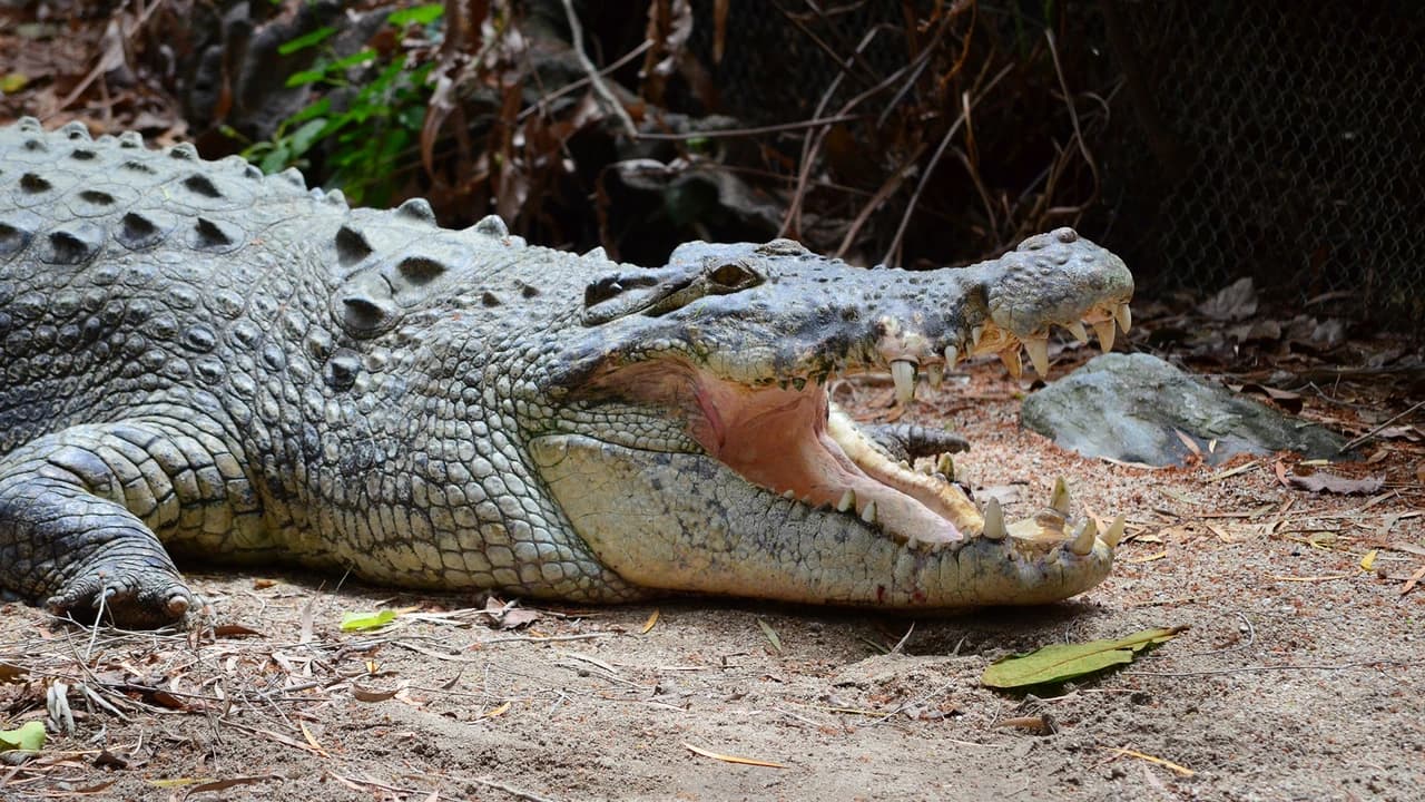 Cape Tribulation and Daintree Wilderness Full-Day Tour - Photo 5