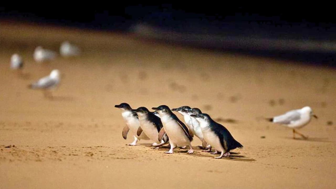 Penguins Express Tour from Melbourne - image 7