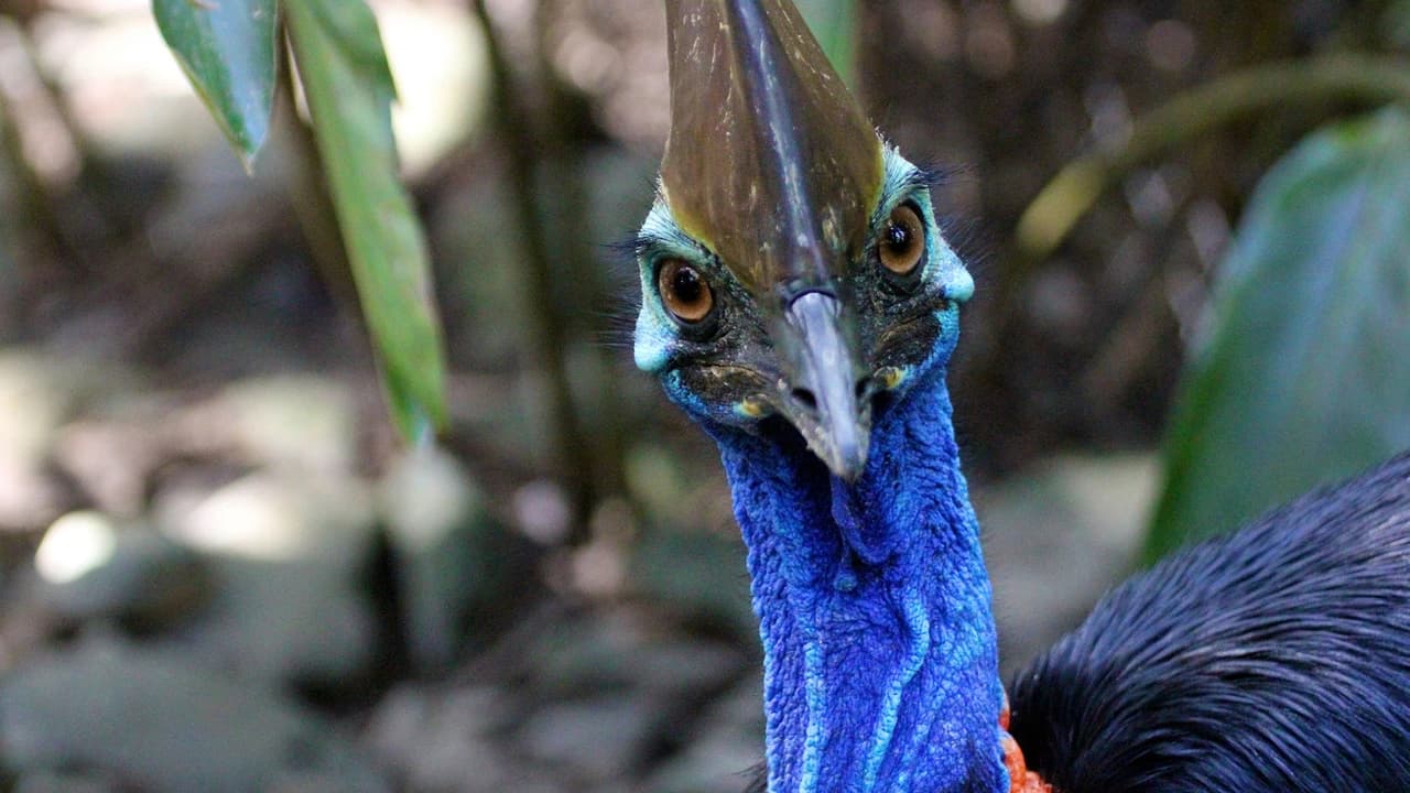 Cape Tribulation and Daintree Wilderness Full-Day Tour - image 6
