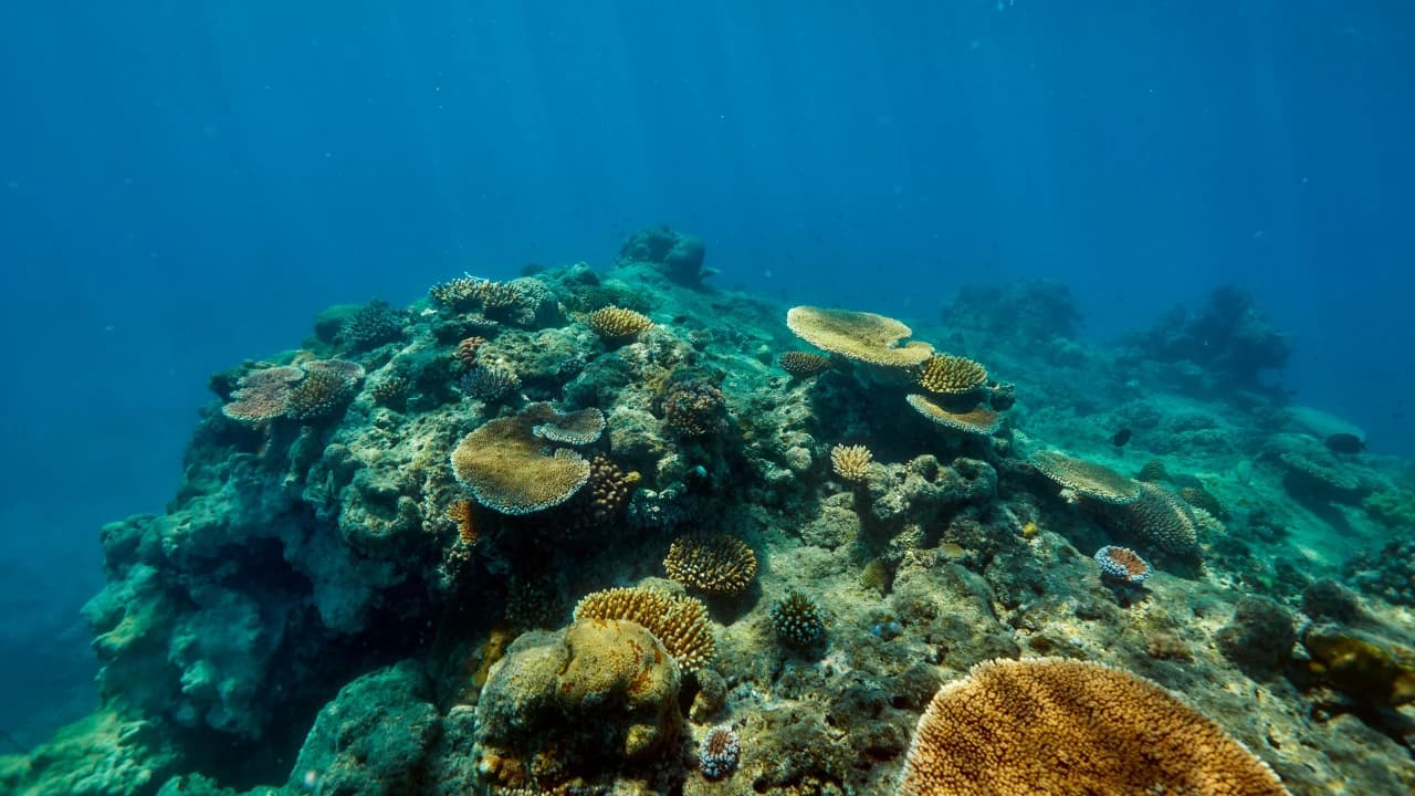 Green Island Reef Full-Day Cruise - image 6