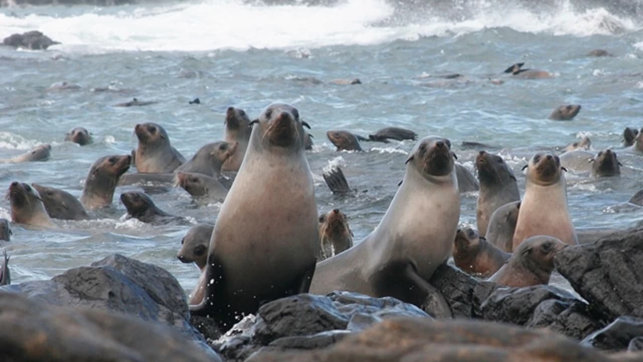 Phillip Island Seal Watching Cruise
