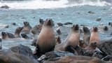 Phillip Island Seal Watching Cruise - image 7