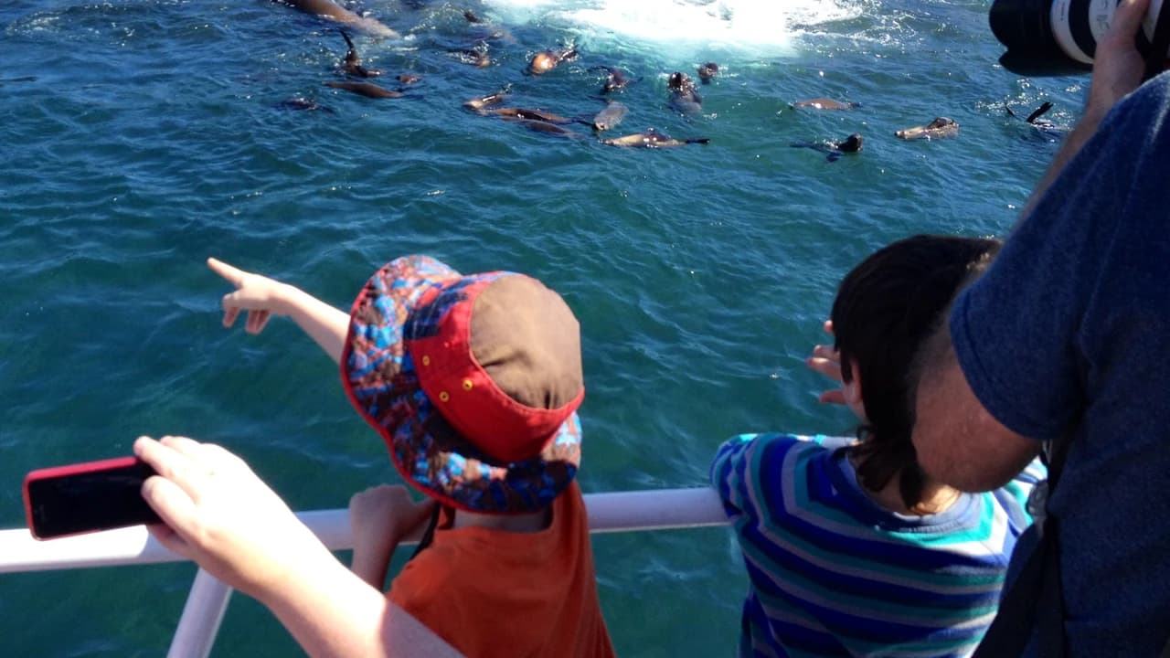 Phillip Island Seal Watching Cruise - Photo 5