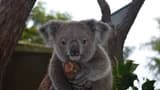 Kuranda Koala Gardens - image 8