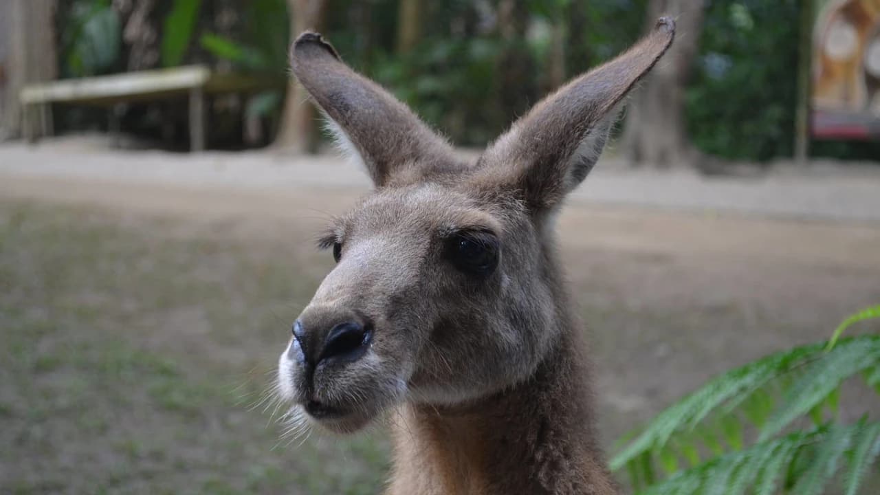 Kuranda Koala Gardens - Photo 2
