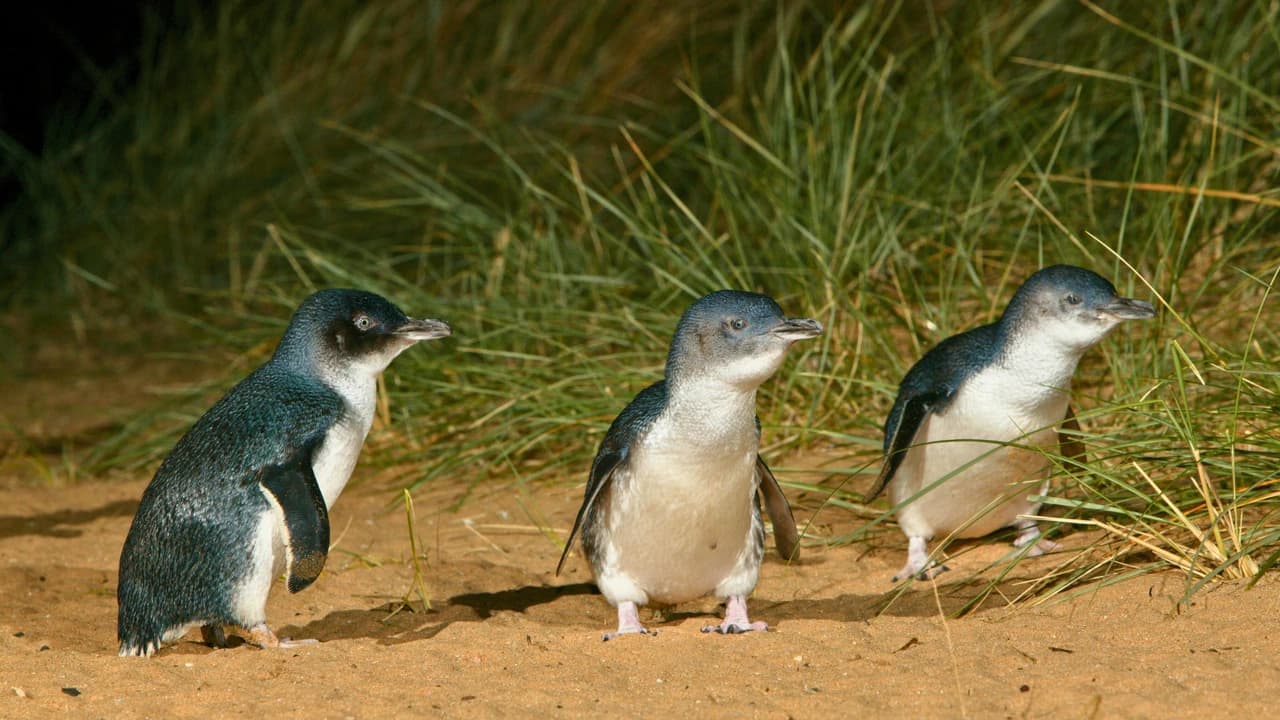 Melbourne City Discovery Tour with Penguin Parade - Photo 3