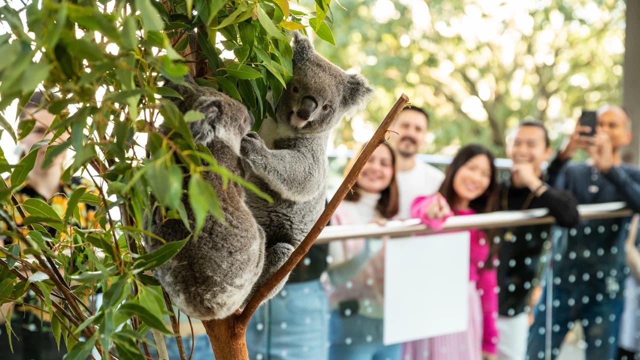 Breakfast with the Koalas at WILD LIFE SYDNEY - Photo 2