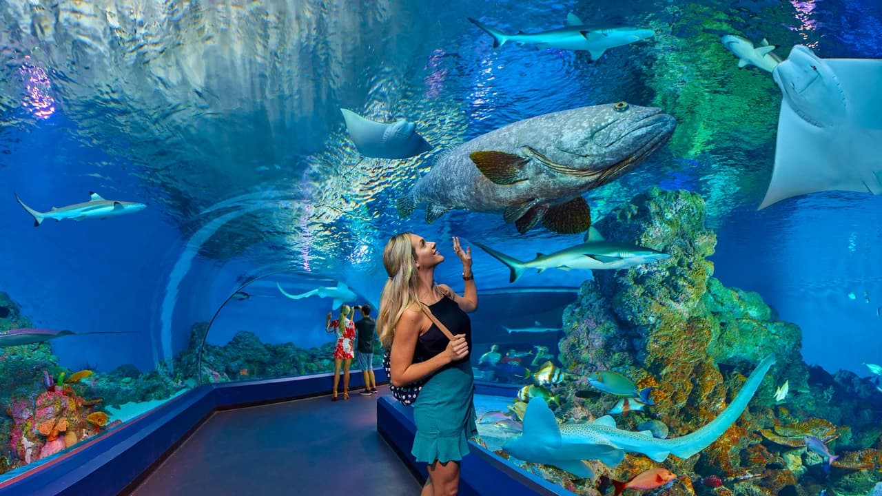 Cairns City Tours - Photo 4