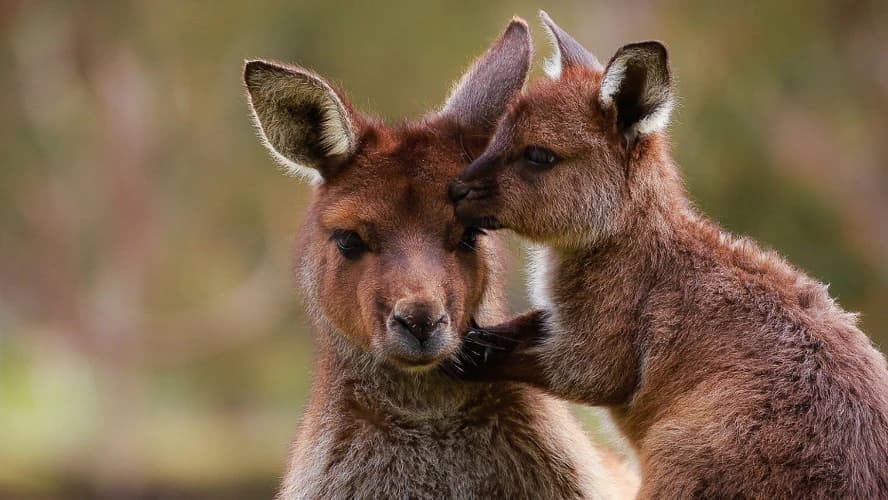Ballarat Wildlife Park Tickets - image 7