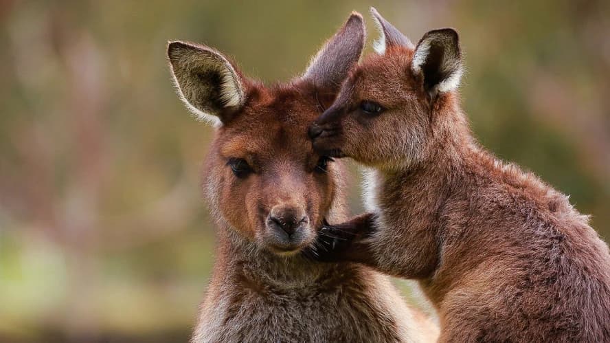 Ballarat Wildlife Park Tickets