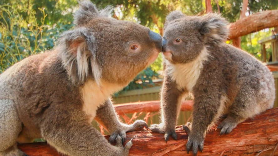 Ballarat Wildlife Park Tickets - Photo 2