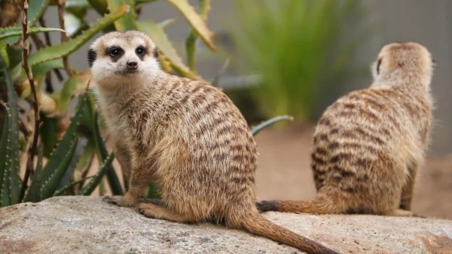 Ballarat Wildlife Park Tickets - Photo 4