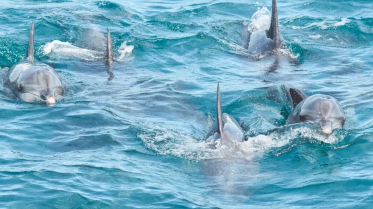 Port Stephens Dolphin Watch and Eco Adventure Cruise - Photo 2