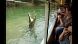 Hartley's Crocodile Adventures and Kuranda Tour from Port Douglas - image 8