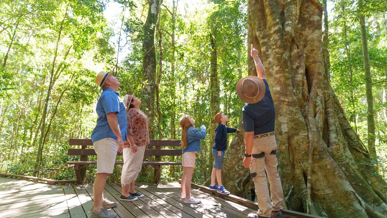 Lamington National Park Tour: O'Reilly's Rainforest Retreat and Canungra Valley Vineyard