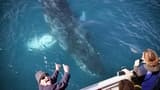 Wilsons Promontory Whale Watching Sightseeing Cruise - image 8