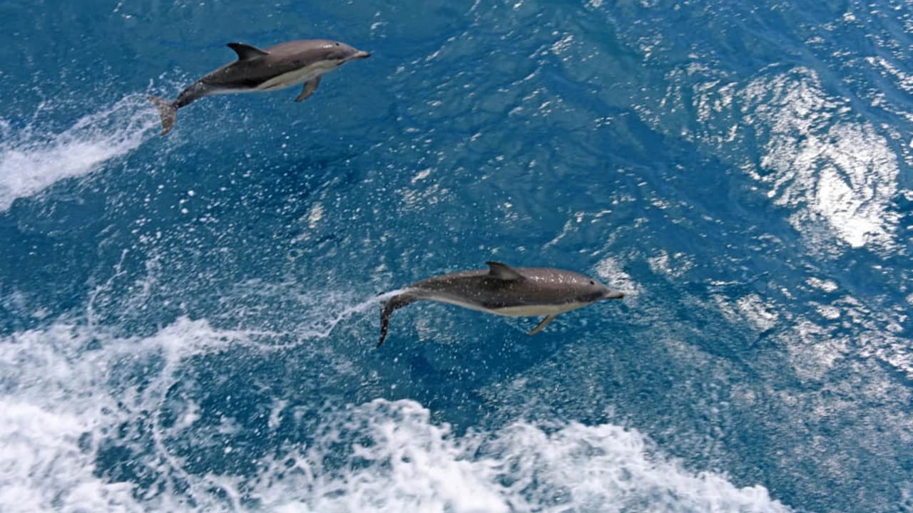 Wilsons Promontory Whale Watching Sightseeing Cruise - Photo 2