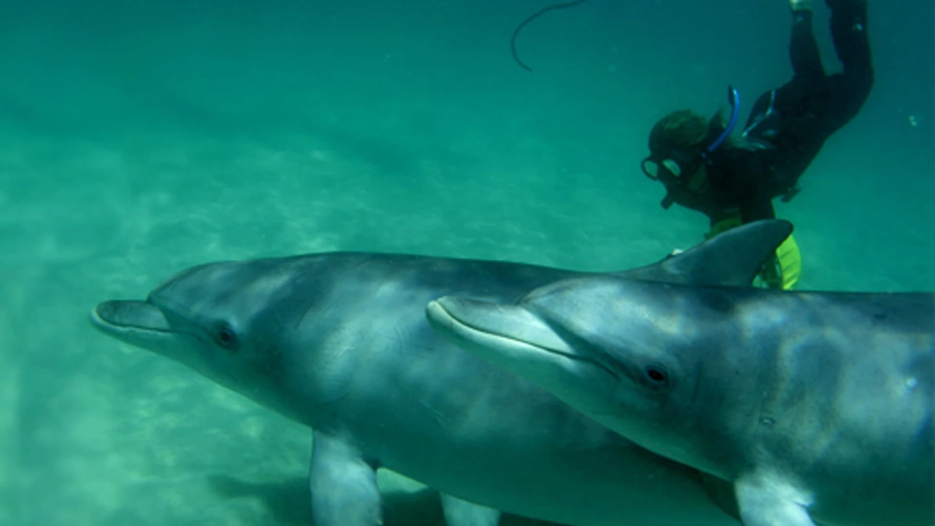 Swim with Wild Dolphins Experience at Rockingham - image 8