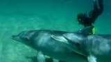 Swim with Wild Dolphins Experience at Rockingham - image 7