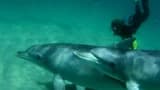 Swim with Wild Dolphins Experience at Rockingham - image 6