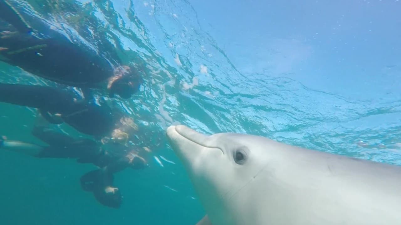 Swim with Wild Dolphins Experience at Rockingham - Photo 2