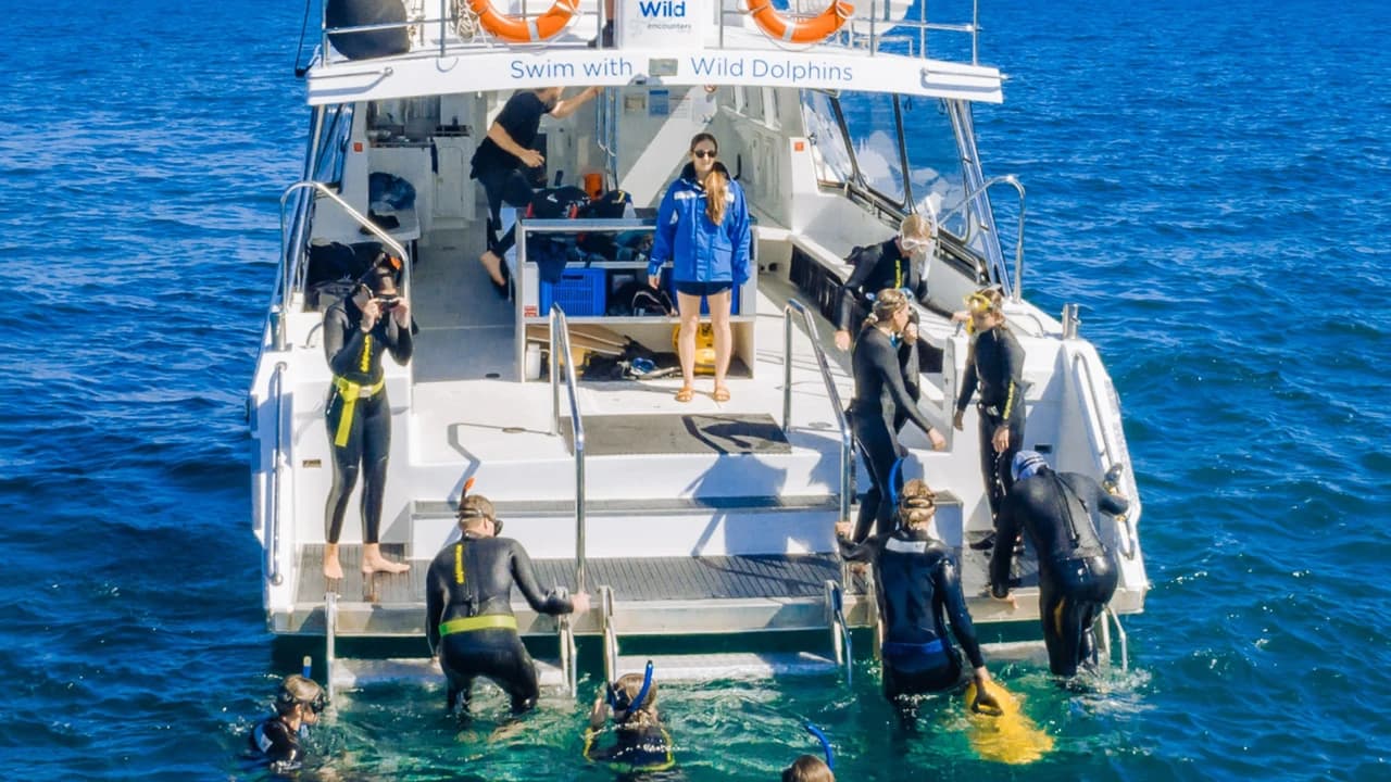 Swim with Wild Dolphins Experience at Rockingham - Photo 3