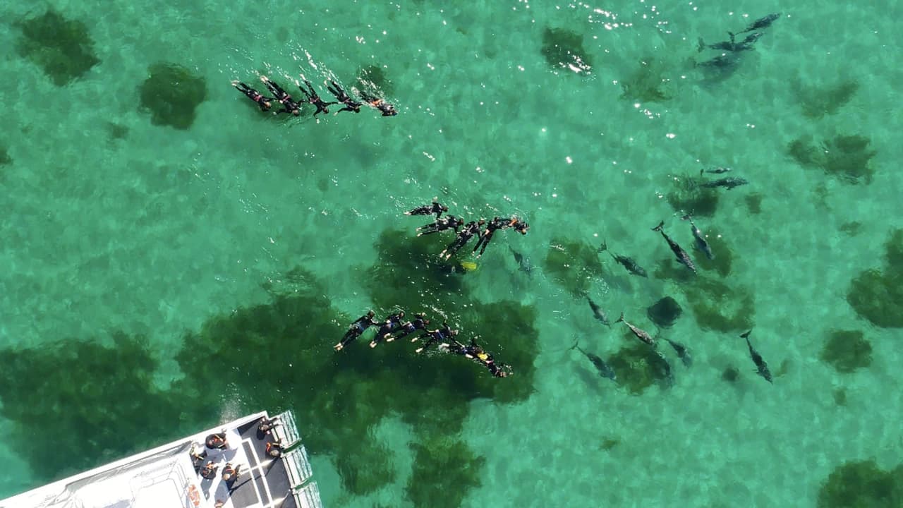 Swim with Wild Dolphins Experience at Rockingham - Photo 4