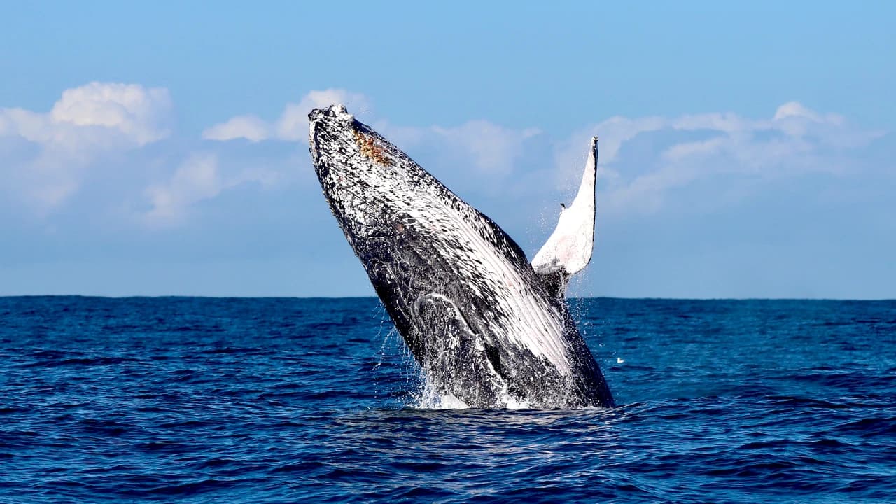 Newcastle Whale Watching Cruise aboard CoastXP