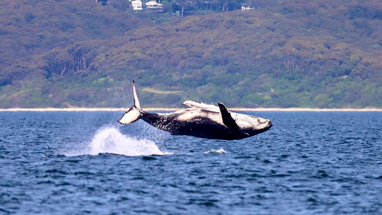 Newcastle Whale Watching Cruise aboard CoastXP - Photo 3