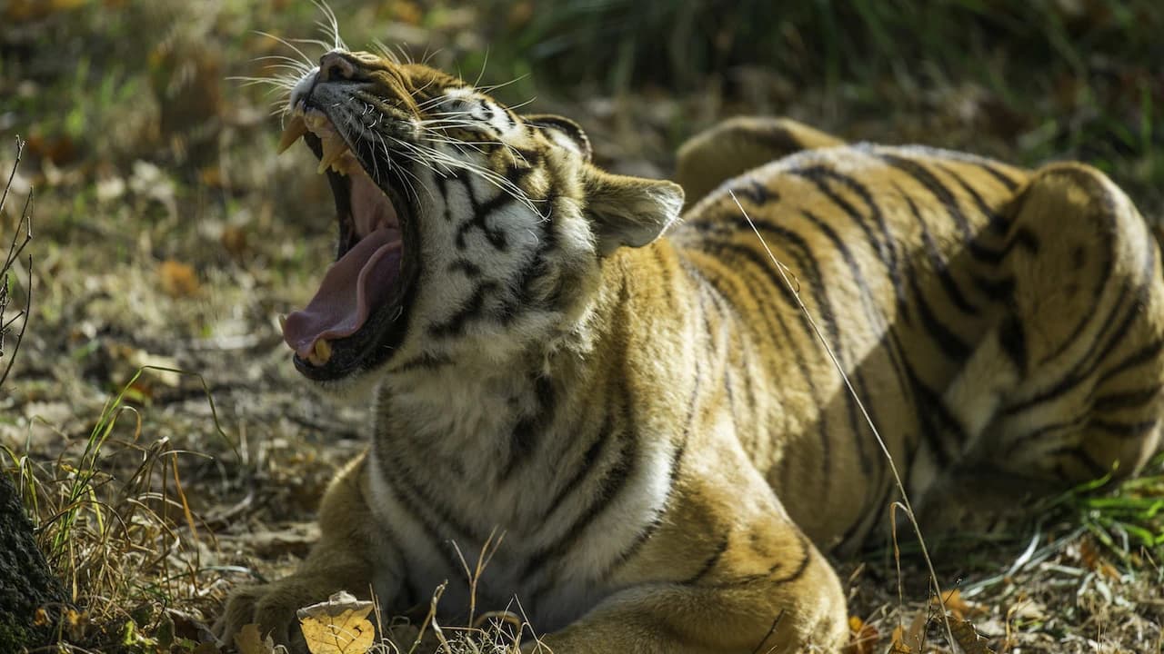 Thoiry ZooSafari: Skip The Line