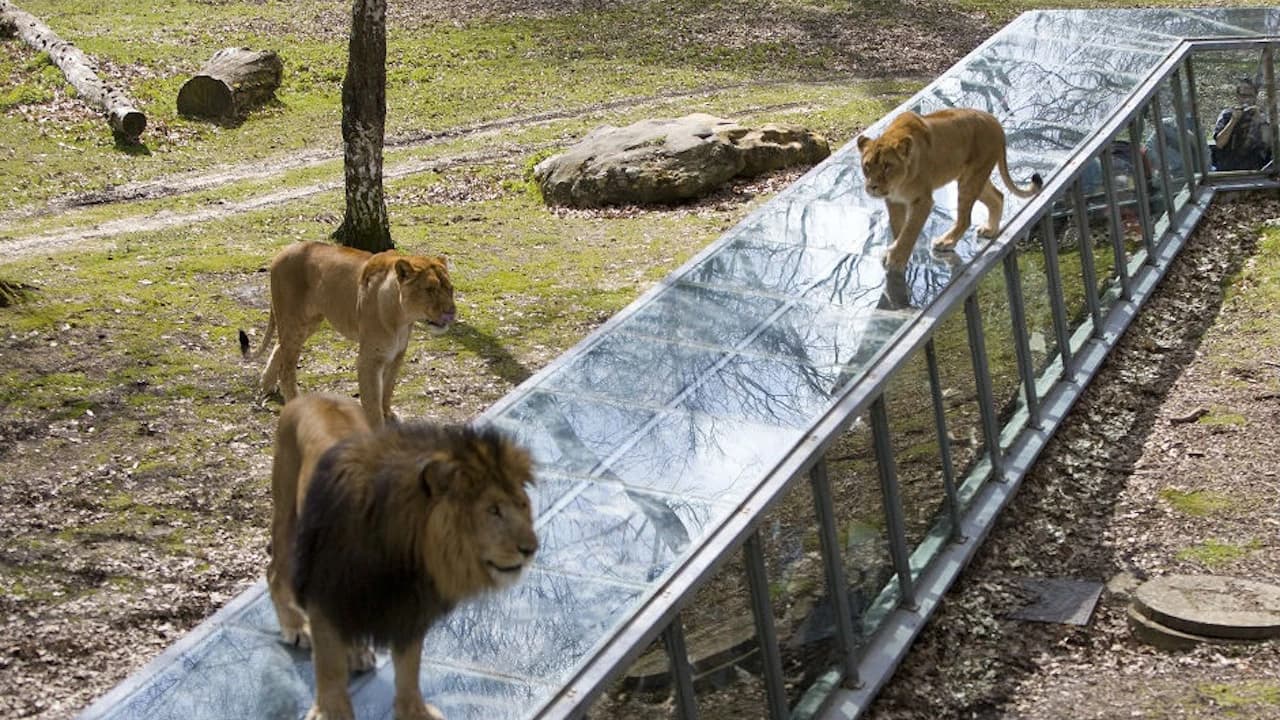 Thoiry ZooSafari: Skip The Line - image 8