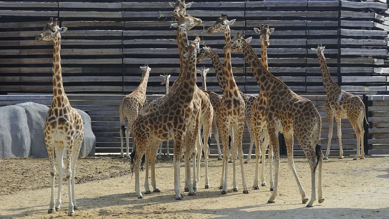 Paris Zoo (Parc Zoologique de Paris) - Photo 2