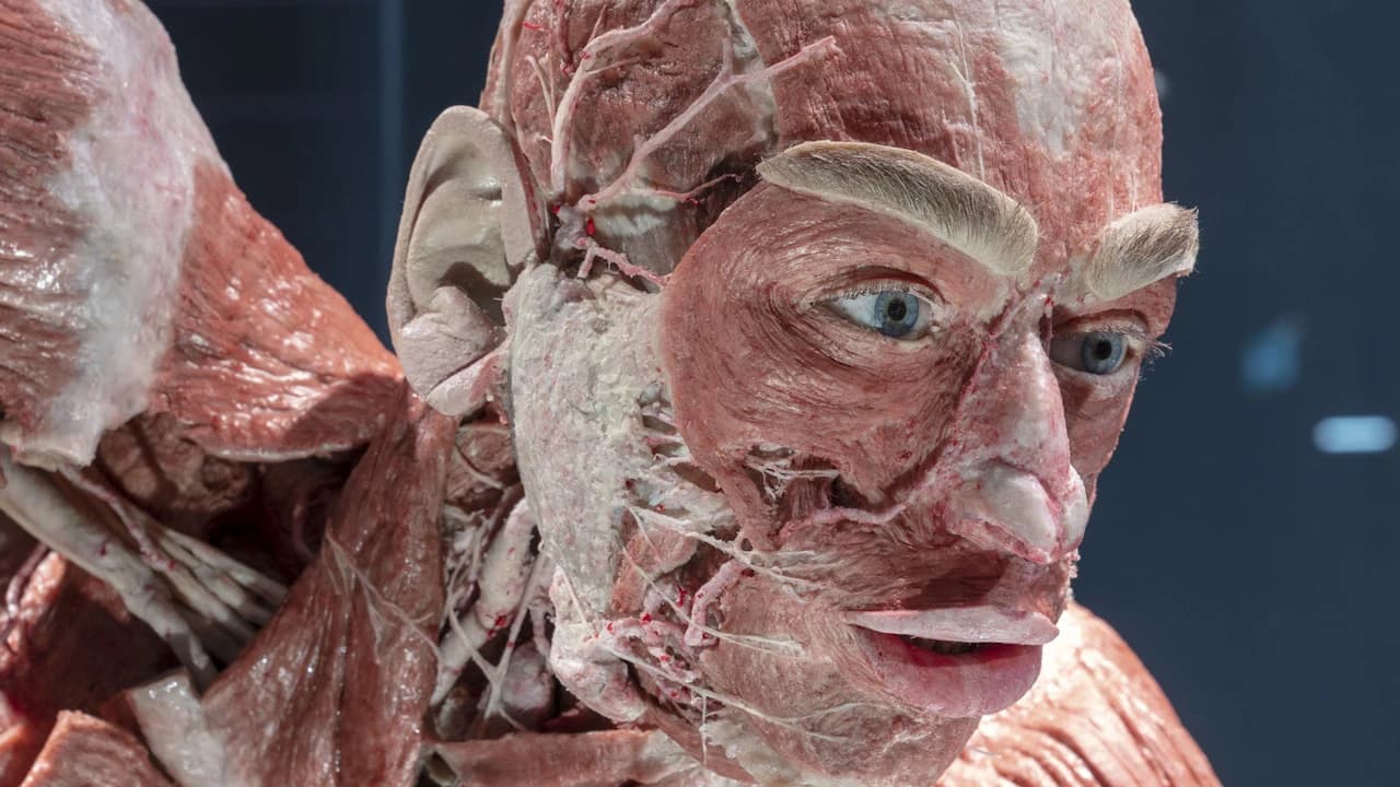 BODY WORLDS Berlin