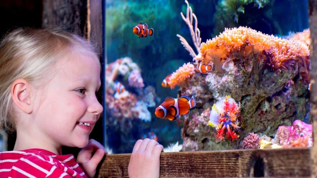 SEA LIFE Oberhausen Aquarium Ticket