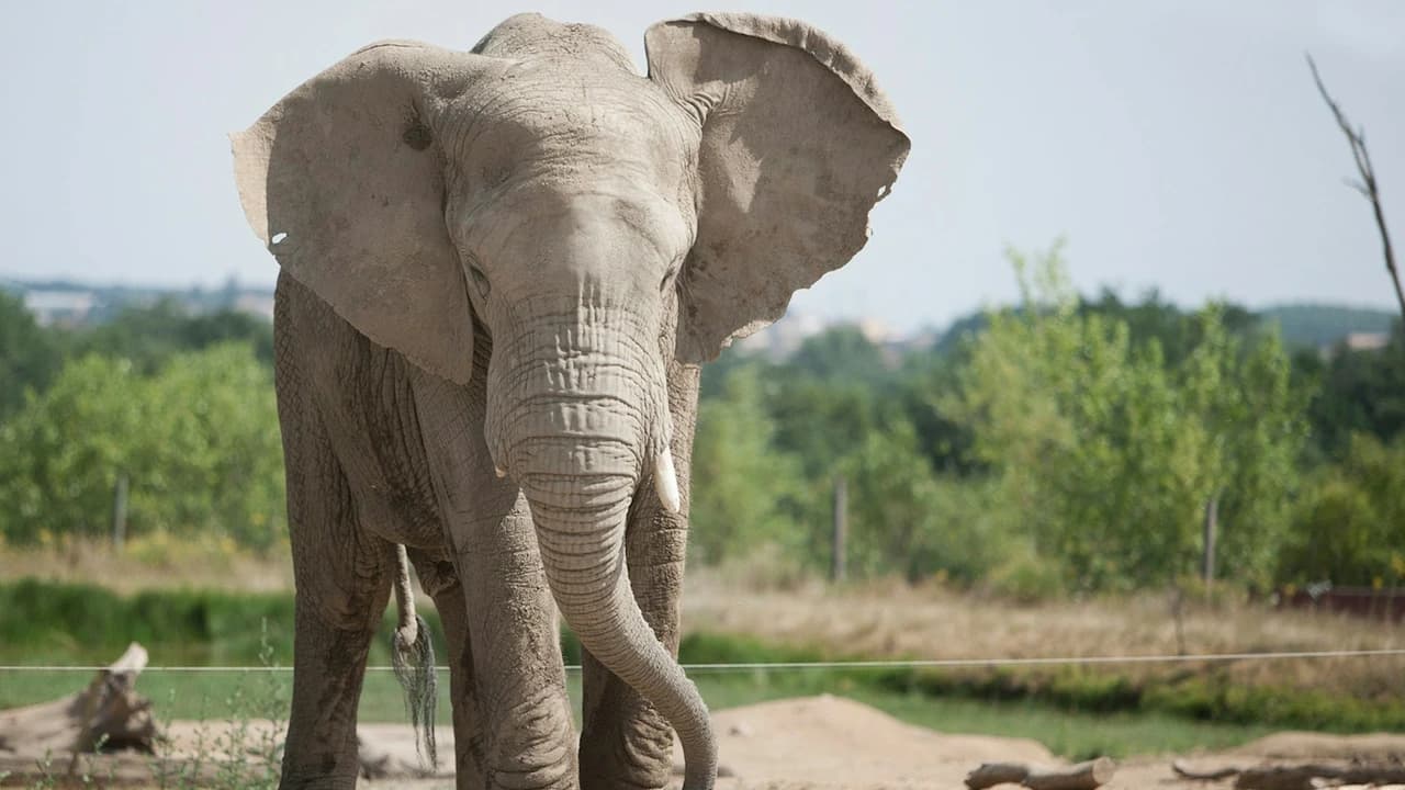 Safari de Peaugres: Entry Ticket