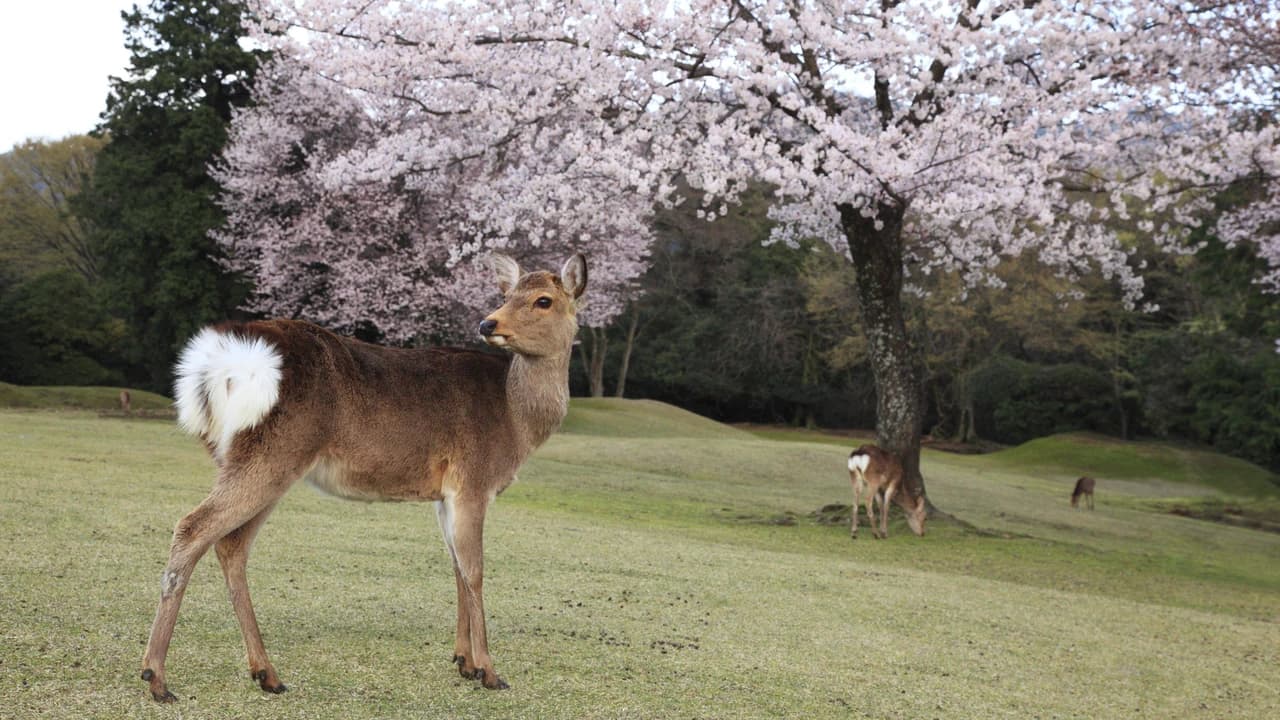 Kintetsu Rail Pass - Train & Bus Pass in Osaka, Nara, Kyoto, Mie (Ise Shima), Nagoya - Photo 3