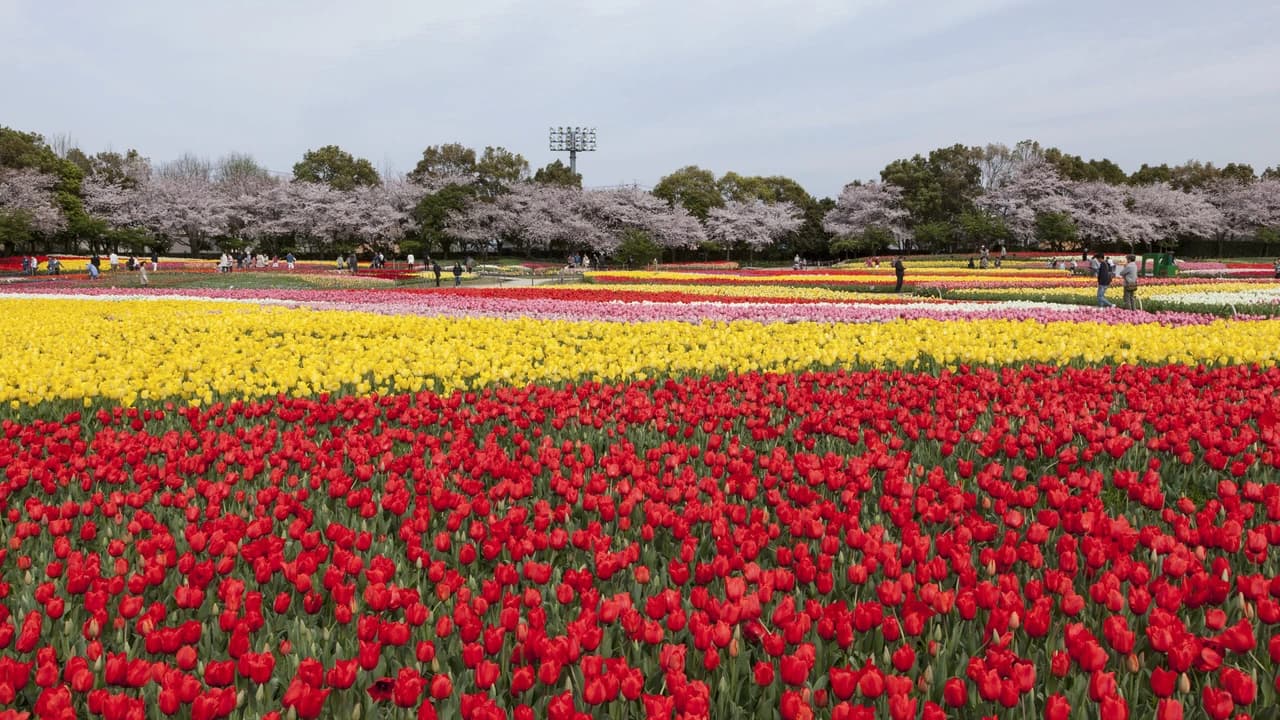 Kintetsu Rail Pass - Train & Bus Pass in Osaka, Nara, Kyoto, Mie (Ise Shima), Nagoya - Photo 5