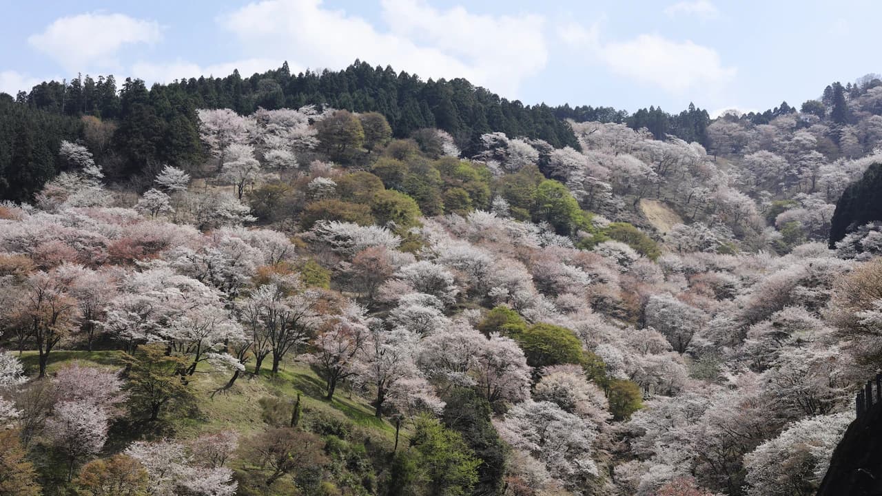 Kintetsu Rail Pass - Train & Bus Pass in Osaka, Nara, Kyoto, Mie (Ise Shima), Nagoya - image 8