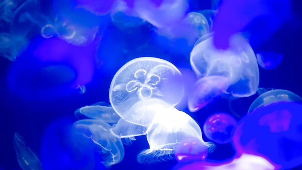 Aqua World Ibaraki Prefectural Oarai Aquarium Ticket