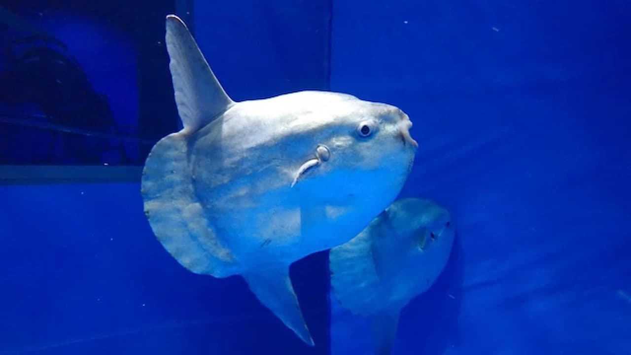 Aqua World Ibaraki Prefectural Oarai Aquarium Ticket - Photo 3