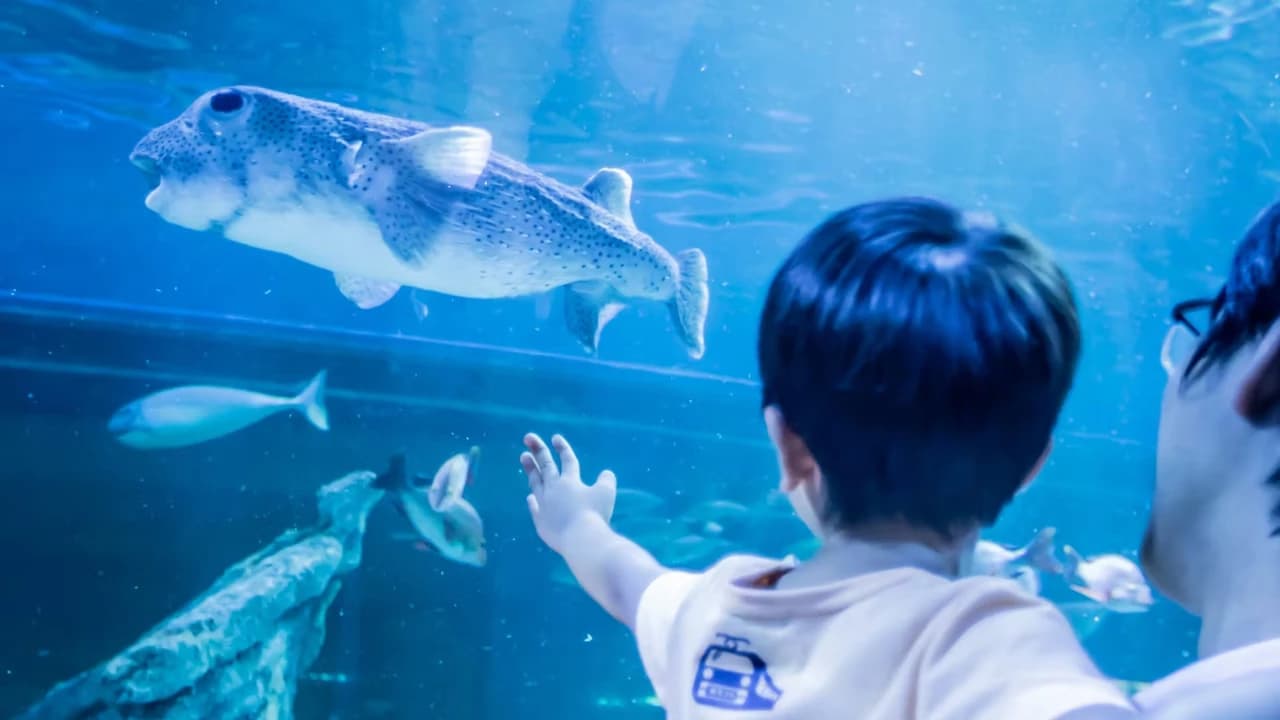 Shinagawa Aquarium Ticket
