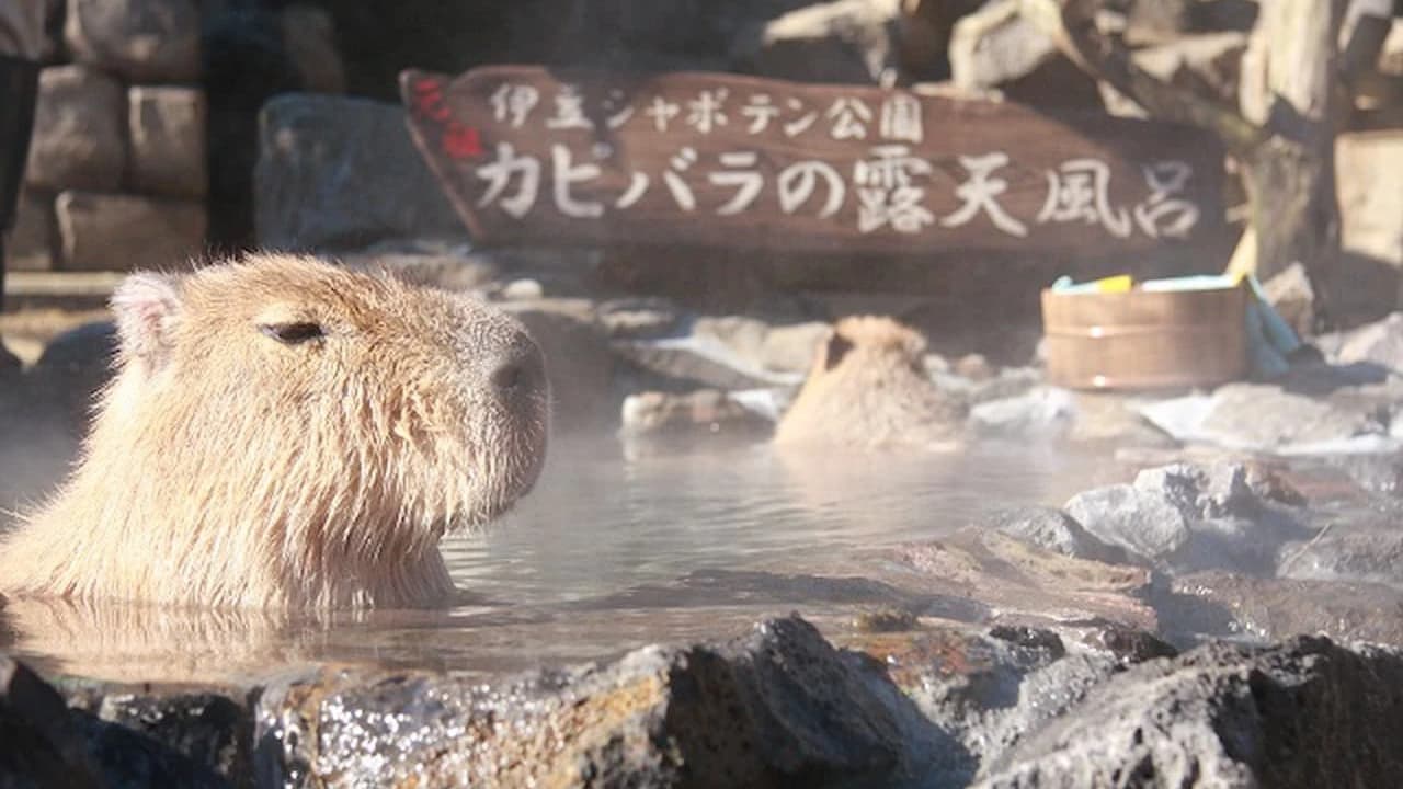 Izu Shaboten Zoo Ticket