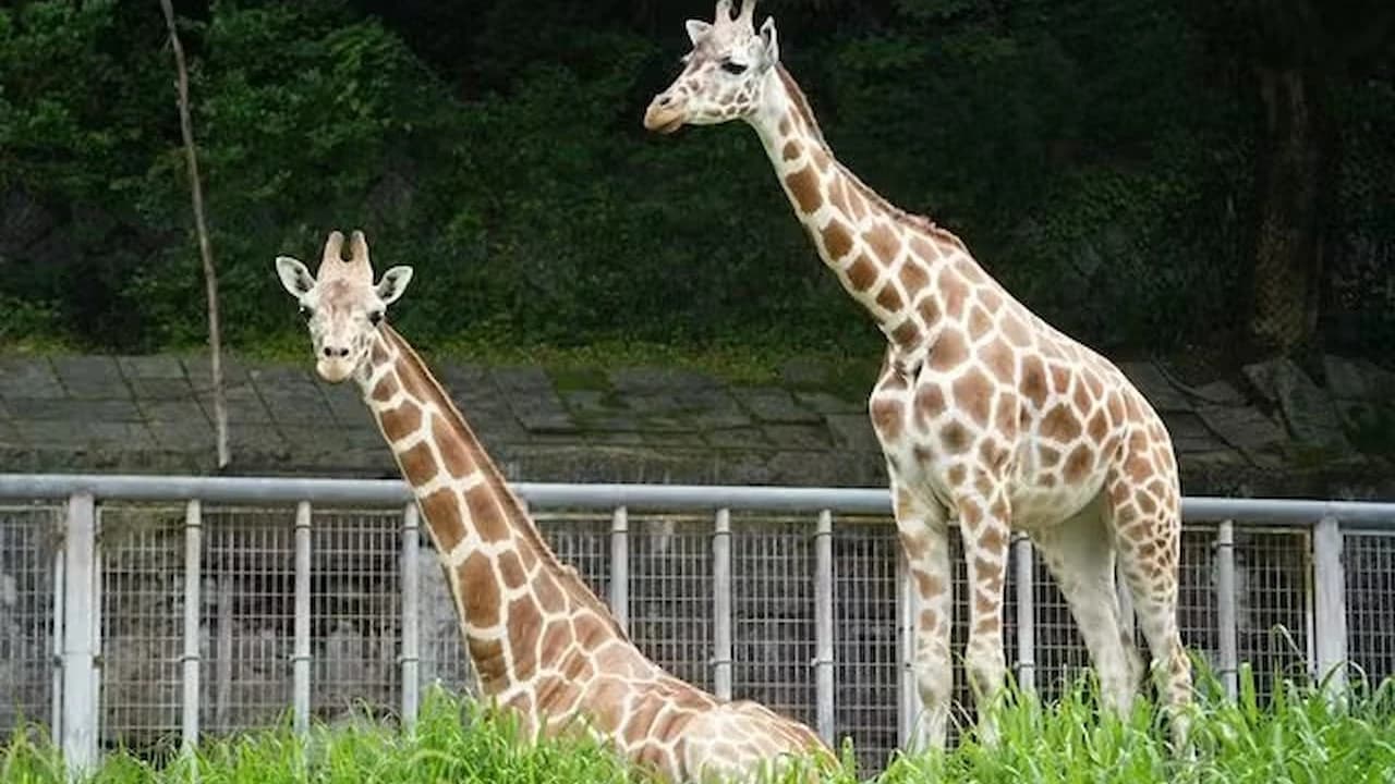 Nagoya-City Higashiyama Zoo and Botanical Gardens - Photo 2
