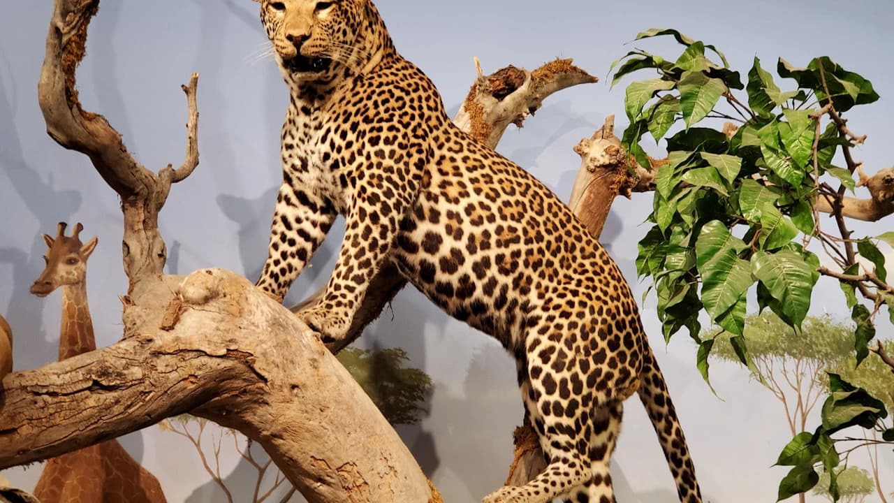 Las Vegas Natural History Museum
