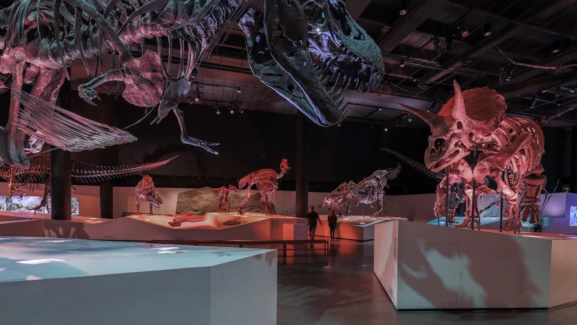 Houston Museum of Natural Science Ticket