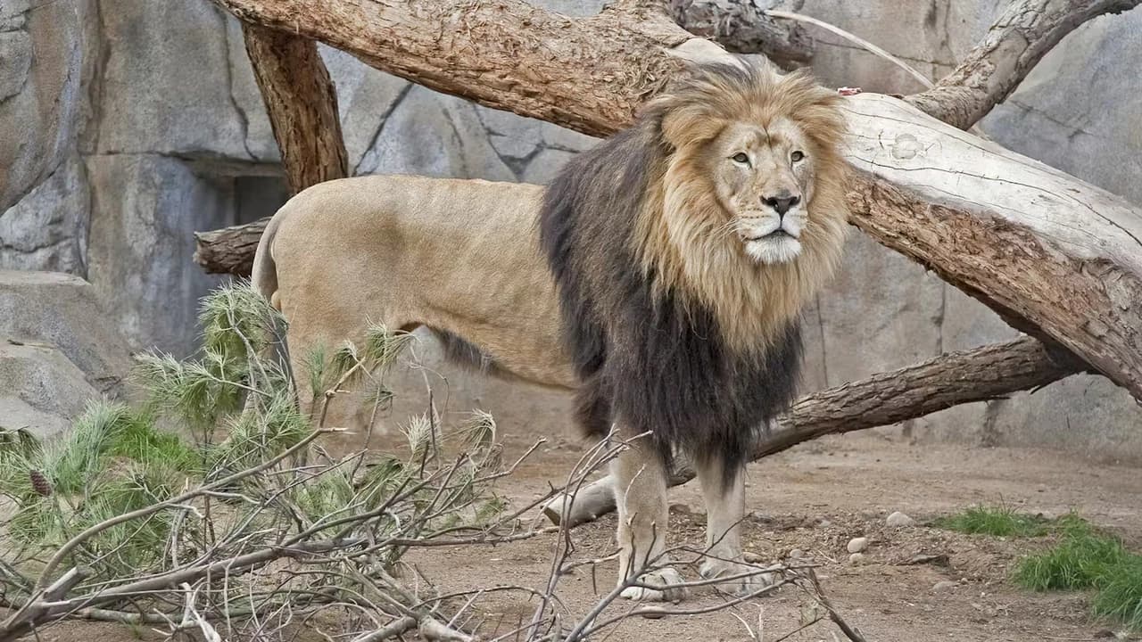 2-Visit Pass: San Diego Zoo + San Diego Zoo Safari Park Tickets - image 6