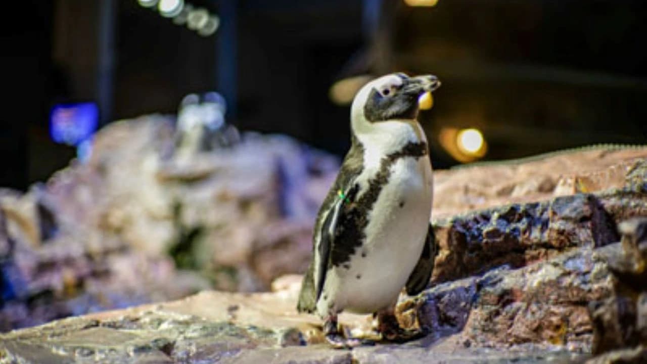 New England Aquarium Ticket - Photo 5