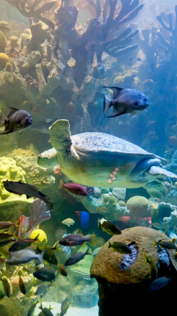 New England Aquarium Ticket - image 8