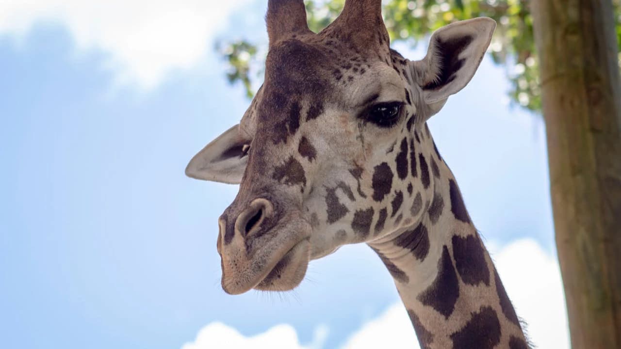 Central Florida Zoo & Botanical Gardens Ticket