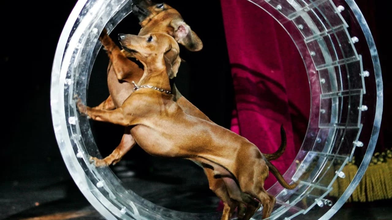 V Theatre Las Vegas - Popovich Comedy Pet Theatre